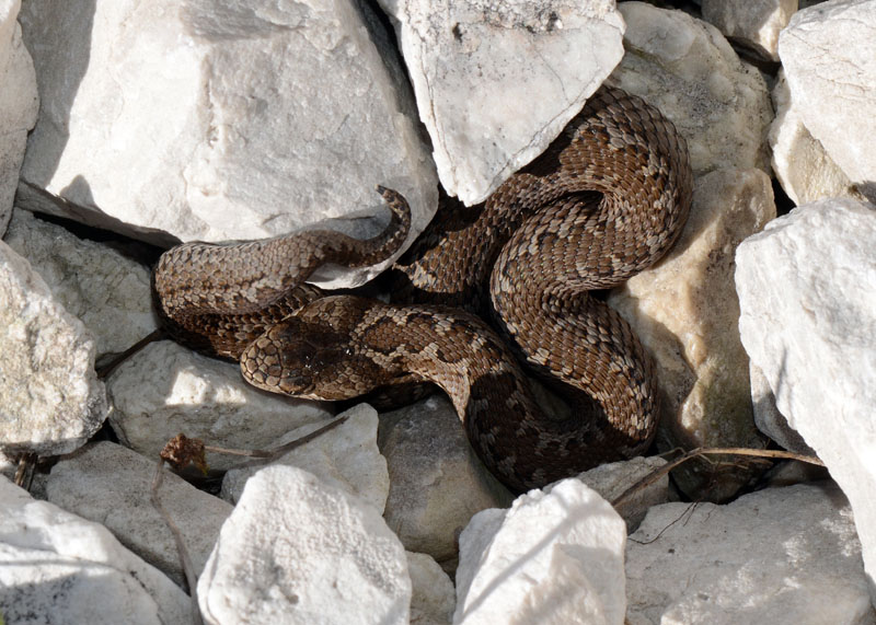 Vipera ursinii